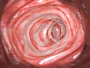 Colonoscopy. Inside of healthy colon, large intestine.Human digestive system photo