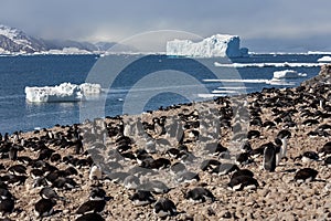 Colony of Adelie penguins - Antarctica photo