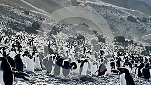 Colony of Adelie penguins resting on the rock and ice-002