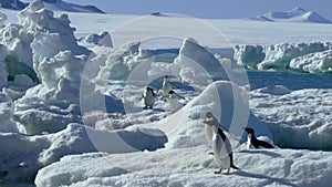 Colony of Adelie penguins resting on the rock and ice-003