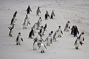 Colony African penguin Spheniscus demersus on Boulders Beach near Cape Town South Africa on the beach.