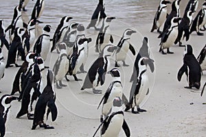 Colony African penguin Spheniscus demersus on Boulders Beach near Cape Town South Africa coming back from the ocean