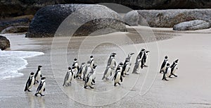 Colony African penguin Spheniscus demersus on Boulders Beach near Cape Town South Africa coming back from the ocean