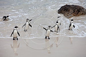 Colony African penguin Spheniscus demersus on Boulders Beach near Cape Town South Africa coming back from the sea