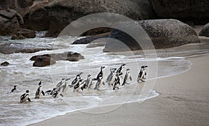 Colony African penguin Spheniscus demersus on Boulders Beach near Cape Town South Africa coming back from the sea