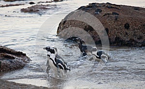 Colony African penguin ,Spheniscus demersus, on Boulders Beach near Cape Town South Africa coming back from the see