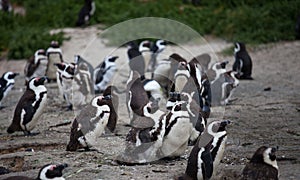 Colony African penguin Spheniscus demersus on Boulders Beach near Cape Town South Africa.