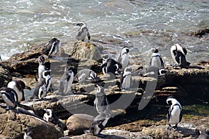 Colony African penguin Spheniscus demersus on Boulders Beach near Cape Town South Africa swim and sit enjoying the sun