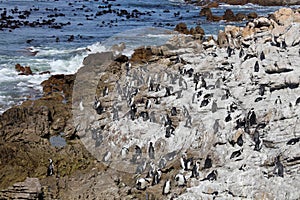 Colony African penguin Spheniscus demersus on Boulders Beach near Cape Town South Africa swim and sit enjoying the sun