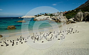 Colony of african penguins in Boulders Beach, South Africa