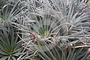 Colony of aloe plants growing densely together, they are called Aloe spinosissima in Latin.