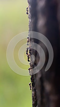 Colony of ants activities on a tree vertically with the blurred background in the morning