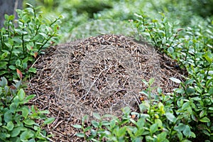 Colony of ants or anthill in the forest, Austria