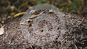 A colony of ants is building an anthill in a summer forest. A family of insects in a bustle crawl from side to side