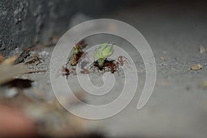 Colony of ants collecting leaves photo