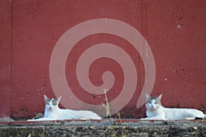 Couple of white cats resting photo
