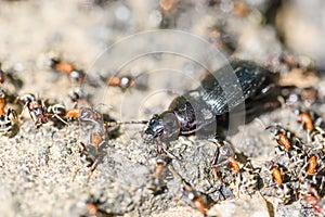 Colony Of Ants Dismember And Eating Beetle