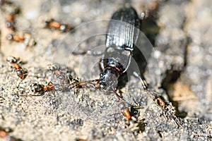 Colony Of Ants Dismember And Eating Beetle