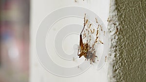 Colony of ants exhibit strength, teamwork hauling cockroach up wall, collaboration, efficiency in natures ecosystem