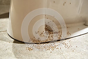 A colony of ants hides their eggs under the toilet in the bathroom. The problem with insects in the house