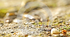 Colony Of Ants Walking On Ground