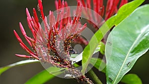 Colony of aphid and ant on the Ixora flowers