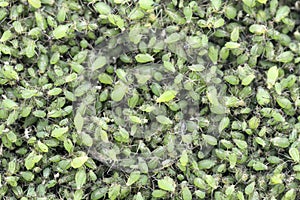 Colony of Aphid
