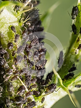 Colony of aphidoidea