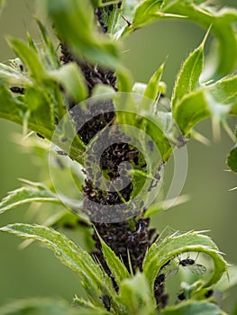 Colony of aphidoidea