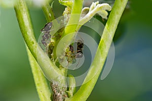 Colony of aphids and ants on garden plants