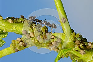 Colony of aphids and ants on garden plants