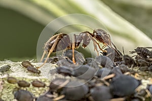 Colony of aphids and brown ant