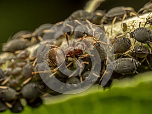 Colony of aphids and brown ant