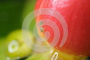 Colony of aphids on a small berry of a plant. A small red fruit attacked by sap sucking aphids. Close up shot