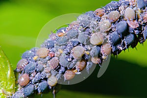 Colony of aphids on the stem of a plant.