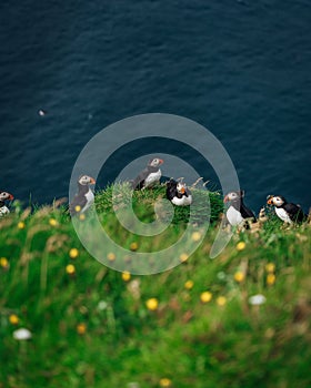 Colony of Atlantic puffins in natural habitat