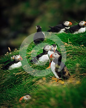 Colony of Atlantic puffins in natural habitat