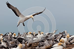 Colony of Australasian Gannets, Morus serrator