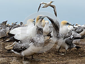 Colony of Australasian Gannets, Morus serrator