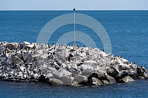 Colony of Australian pied cormorants on rock revetment