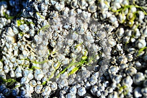 Colony barnacles