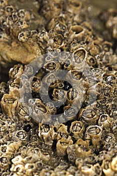 colony of barnacles