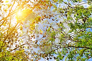 Colony of bats flying foxes on a tree
