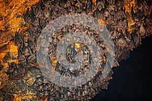 Colony of Bats at Goa Lawah Bat Cave Temple in Bali