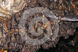 Colony of bats, hanging from the ceiling of Goa Lawah Bat Cave Temple and sleeping, Bali, Indonesia. Some bats fly under a rock