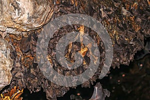 Colony of bats, hanging from the ceiling of Goa Lawah Bat Cave Temple and sleeping, Bali, Indonesia. Some bats fly under a rock