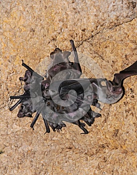 A colony of bats resting on the ceiling in the catacombs of the eastern Crimea during the day