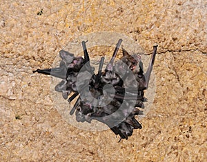 A colony of bats resting on the ceiling in the catacombs of the eastern Crimea during the day