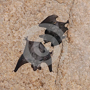 A colony of bats resting on the ceiling in the catacombs of the eastern Crimea during the day