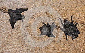 A colony of bats resting on the ceiling in the catacombs of the eastern Crimea during the day